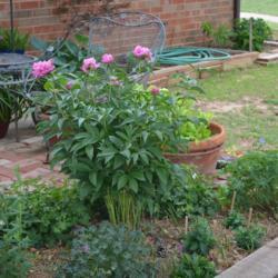 Location: In my garden in Oklahoma City
Date: 05-08-2019
Peony (Paeonia lactiflora 'Edulis Superba') 001