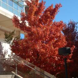 Location: In an Oklahoma City garden
Date: 10-19-2019
Freeman's Maple (Acer x freemanii Autumn Blaze) 005