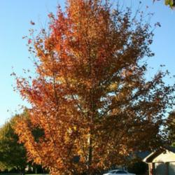 Location: In an Oklahoma City garden
Date: 10-22-2019
Freeman's Maple (Acer x freemanii Autumn Blaze) 002