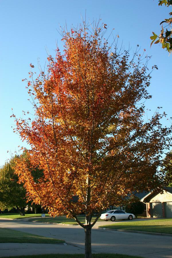 Photo of Freeman's Maple (Acer x freemanii Autumn Blaze®) uploaded by jathton