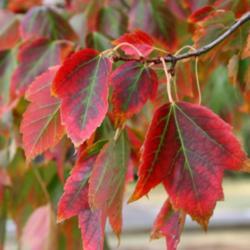 Location: In an Oklahoma City garden
Date: Fall, 2006
Freeman's Maple (Acer x freemanii Autumn Blaze) 001