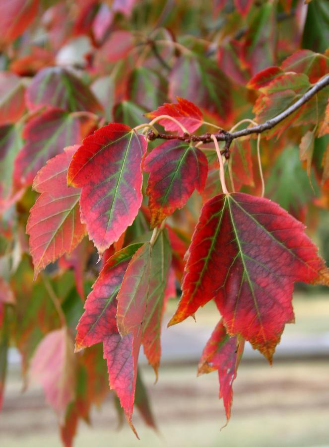 Photo of Red Maple (Acer rubrum) uploaded by jathton