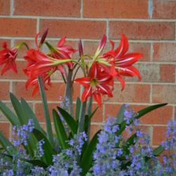 Location: In my Oklahoma City garden
Date: 05-08-2019
St. Joseph's Lily (Hippeastrum x johnsonii) 001