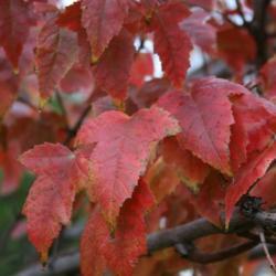 Location: In an Oklahoma City garden
Date: Fall, 2006
Freeman's Maple (Acer x freemanii Autumn Blaze) 003