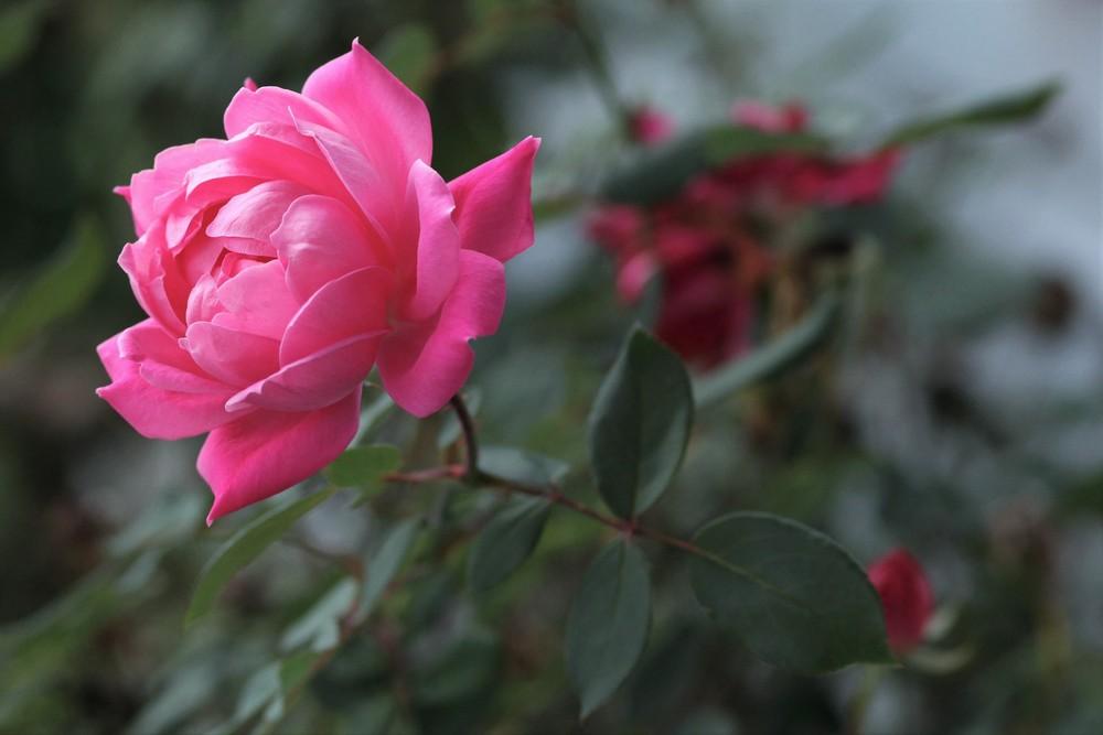Photo of Rose (Rosa 'Pink Double Knock Out') uploaded by cinvasko