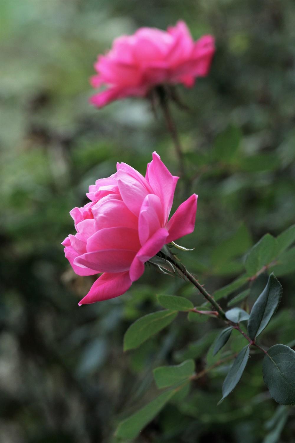 Photo of Rose (Rosa 'Pink Double Knock Out') uploaded by cinvasko