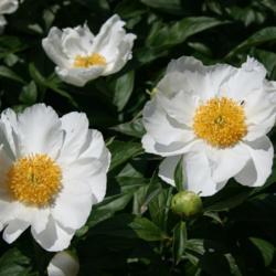 Location: In the Will Rogers Botanical Garden & Arboretum
Date: June, 2004
Peony (Paeonia japonica) 003