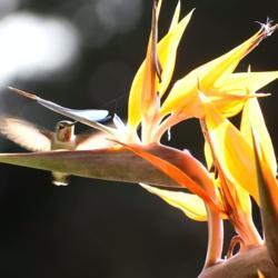 Location: San Diego
Date: 2019-10-27
Humming bird pollinator visiting a bird of paradise bloom.