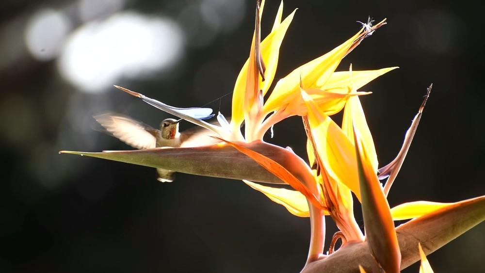 Photo of Bird of Paradise (Strelitzia reginae) uploaded by SDAloeTree