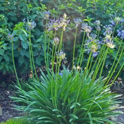 Location: In the Tulsa Botanic Garden
Date: 06-10-2016
Lily of the Nile (Agapanthus africanus) 001