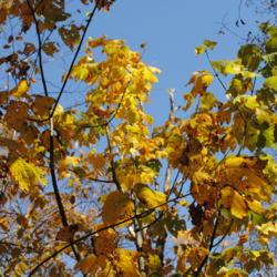Location: Hawk Mountain Sanctuary, Pennsylvania
Date: 2019-10-24
fall foliage at top of tree