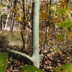 Location: Hawk Mountain Sanctuary, Pennsylvania
Date: 2019-10-24
young trunk with thin, green, stripped bark