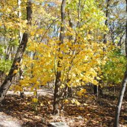 Location: Hawk Mountain Sanctuary, Pennsylvania
Date: 2019-10-24
small tree in yellow fall color