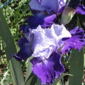 Tall bearded iris - Azure Angel