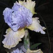 Tall bearded iris - Party's Over