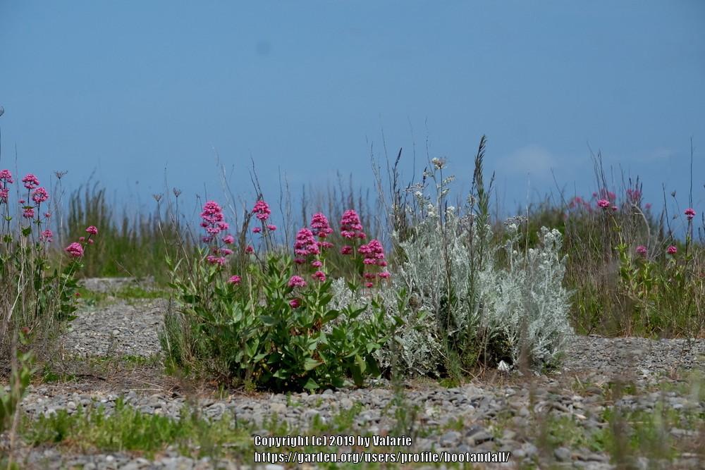 Photo of Red Valerian (Centranthus ruber 'Coccineus') uploaded by bootandall