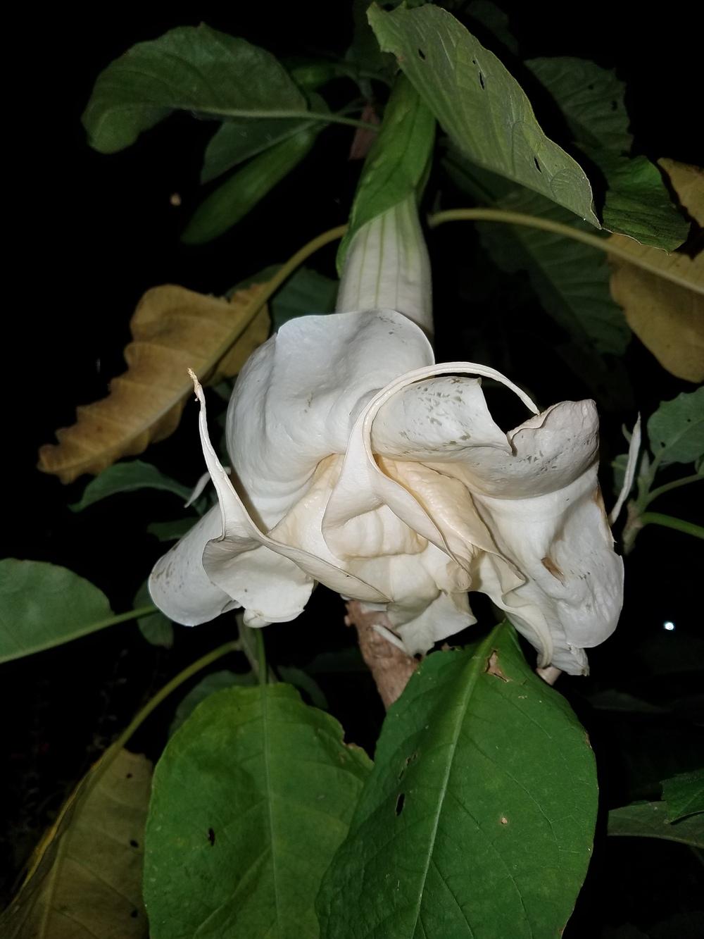 Photo of Angel's Trumpet (Brugmansia 'New Orleans Lady') uploaded by Gerris2