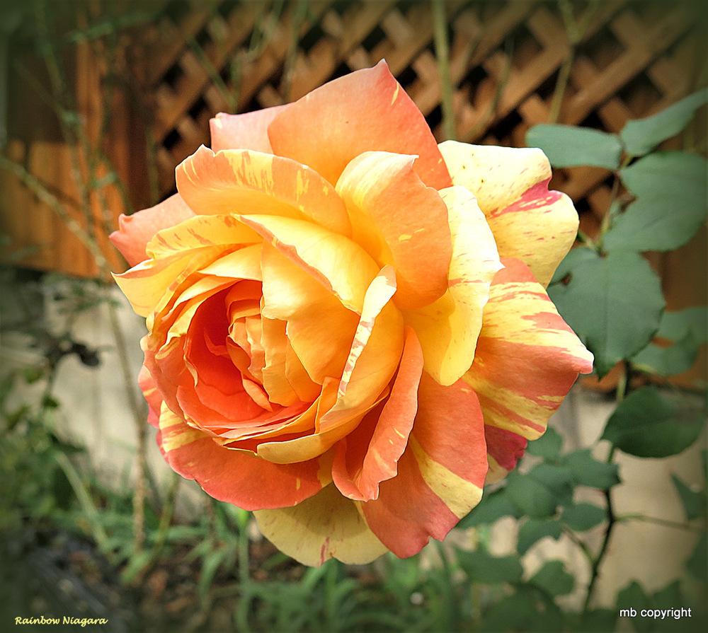 Photo of Rose (Rosa 'Rainbow Niagara') uploaded by MargieNY