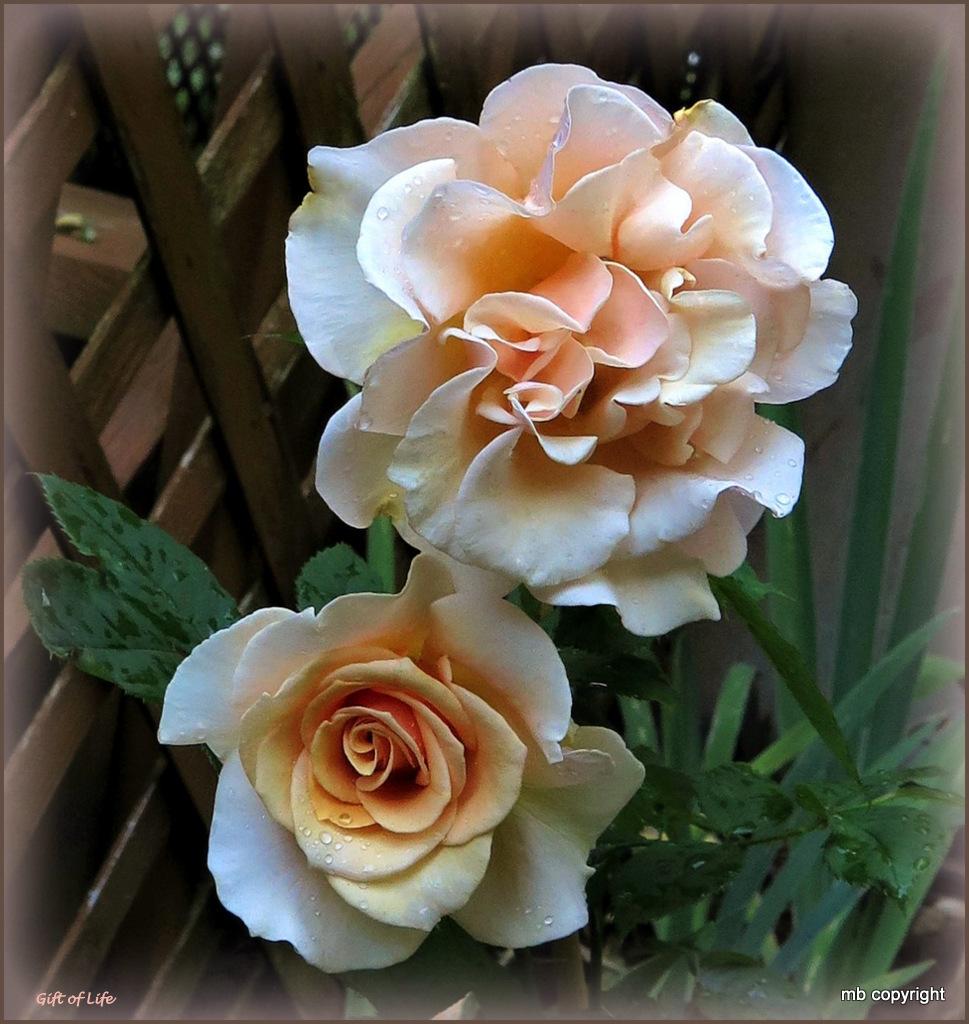 Photo of Rose (Rosa 'Gift of Life') uploaded by MargieNY