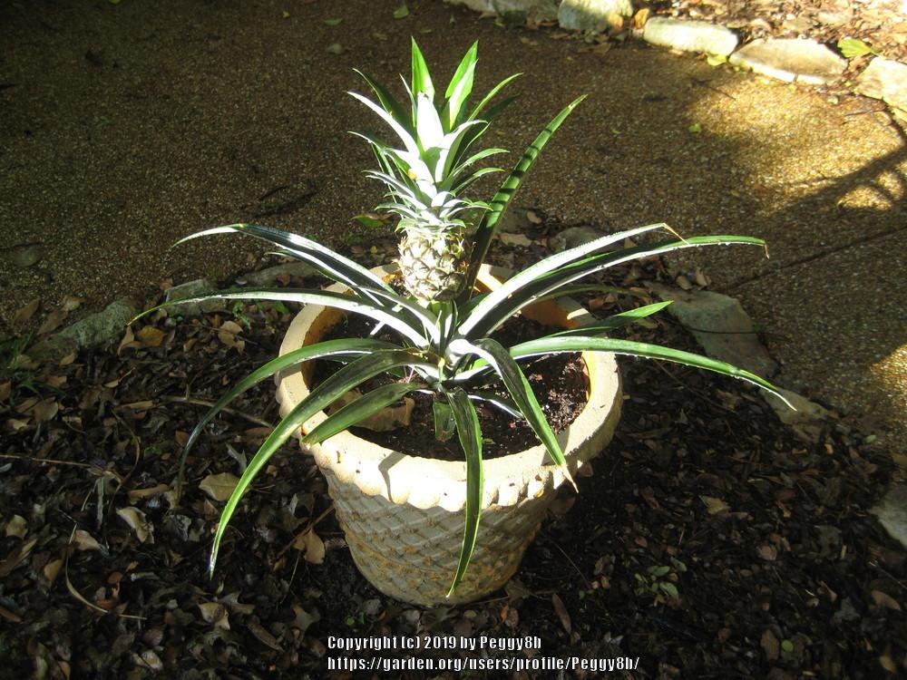 Photo of Pineapple (Ananas comosus) uploaded by Peggy8b