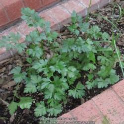 Location: Temple, Texas
Date: April 2019
My husband's favorite parsley cultivar!