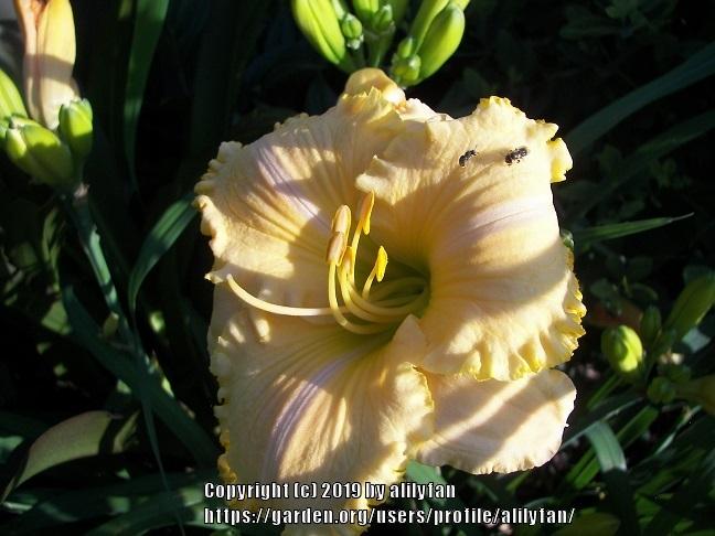 Photo of Daylily (Hemerocallis 'Sherry Lane Carr') uploaded by alilyfan