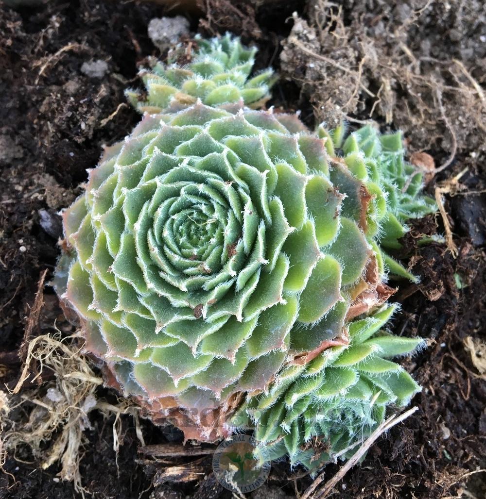 Photo of Hen and Chicks (Sempervivum 'Fair Lady') uploaded by BlueOddish