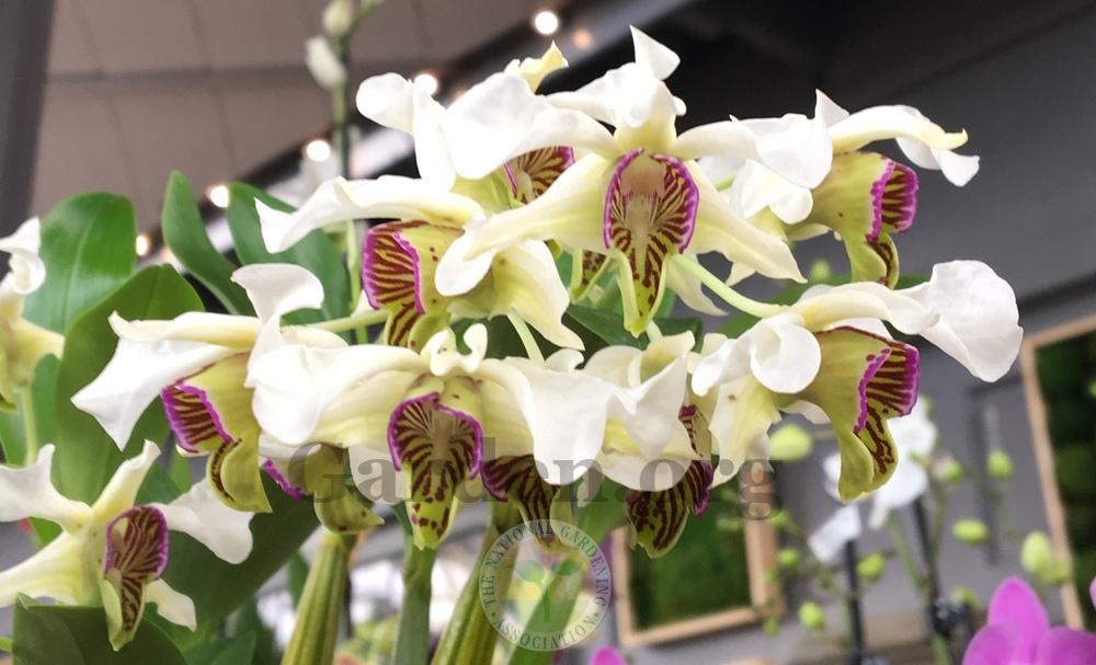 Photo of Orchid (Dendrobium) uploaded by BlueOddish
