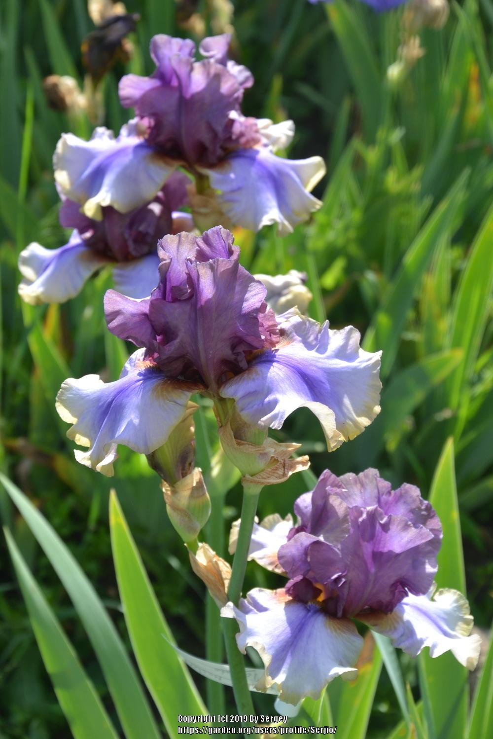Photo of Tall Bearded Iris (Iris 'American Maid') uploaded by Serjio