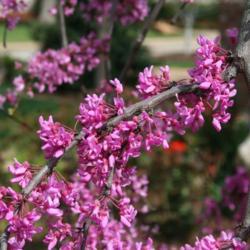 Location: In a residential garden in Oklahoma City
Date: Spring, 2007
Weeping Eastern Redbud (Cercis canadensis Lavender Twist®) 003