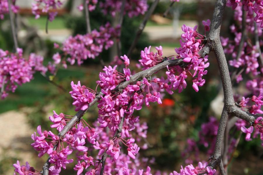 Photo of Eastern Redbud (Cercis canadensis var. canadensis Lavender Twist®) uploaded by jathton