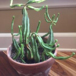 Location: Kansas City
Date: 2019-11-03
I think this is a cactus or euphorbia-- i thought maybe a candela