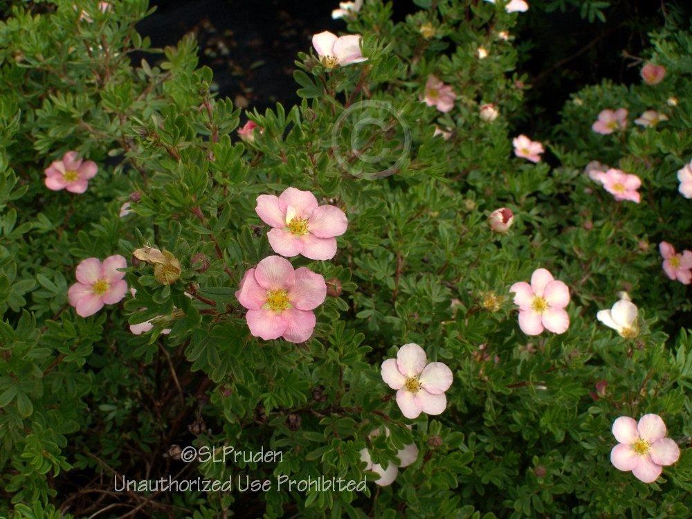 Photo of Cinquefoil (Dasiphora fruticosa 'Pink Beauty') uploaded by DaylilySLP