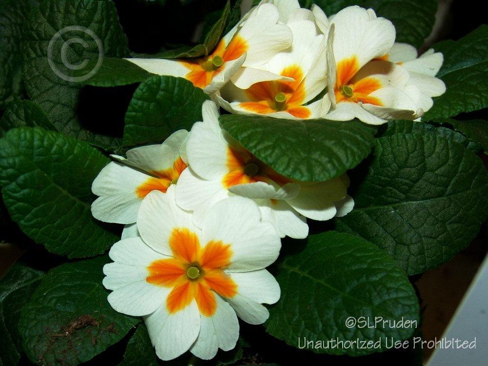 Photo of Wild Primrose (Primula vulgaris) uploaded by DaylilySLP
