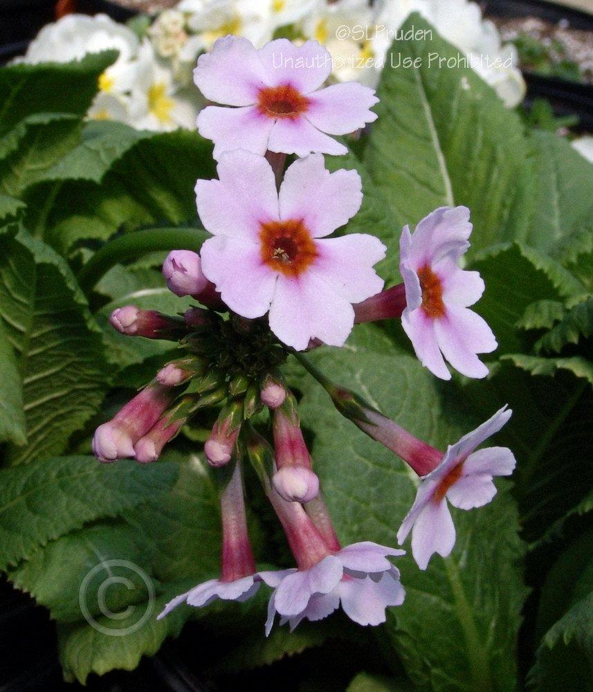 Photo of Japanese Primrose (Primula japonica) uploaded by DaylilySLP