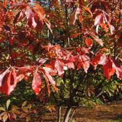 Location: Jenkins Arboretum in Berwyn, Pennsylvania
Date: 2019-11-03
foliage in red fall color