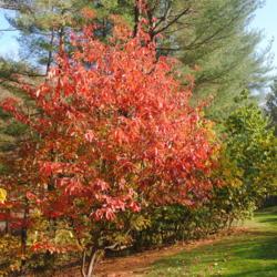 Location: Jenkins Arboretum in Berwyn, Pennsylvania
Date: 2019-11-03
maturing tree in red fall color
