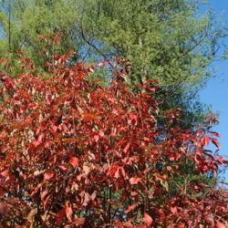 Location: Jenkins Arboretum in Berwyn, Pennsylvania
Date: 2019-11-03
top of tree in red fall color