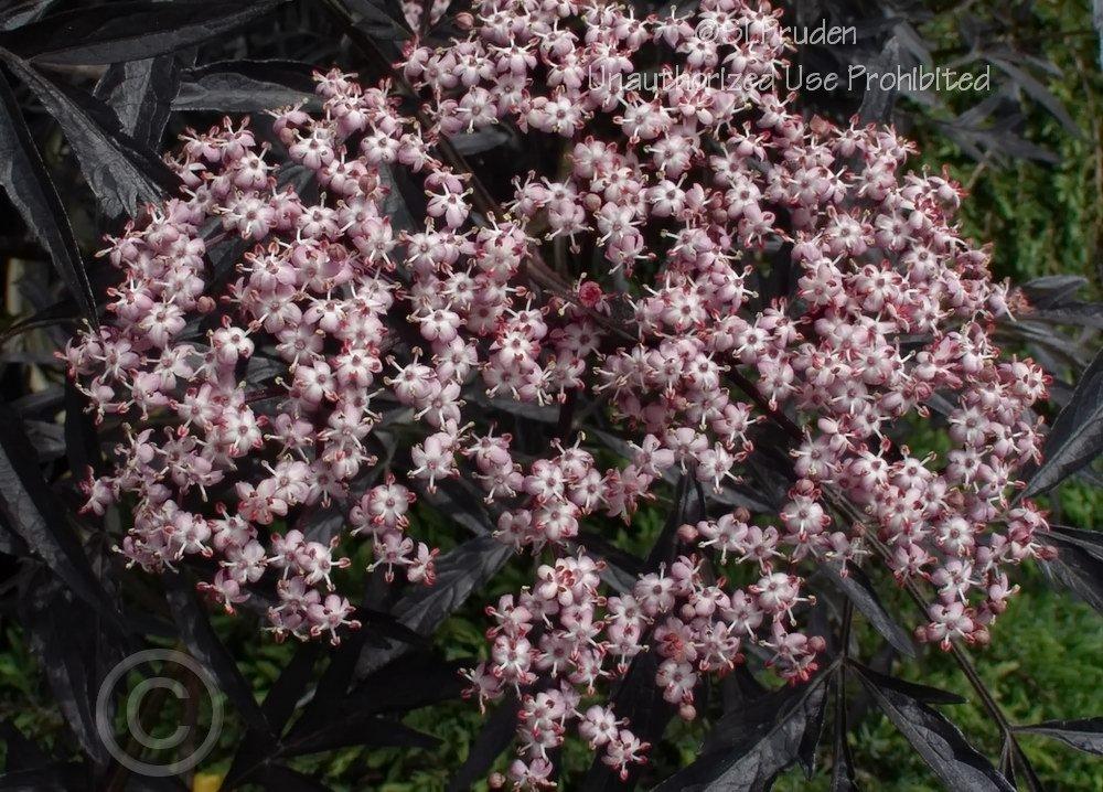 Photo of Elderberry (Sambucus nigra Black Lace™) uploaded by DaylilySLP