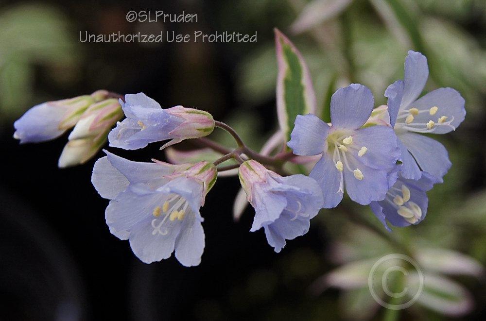 Photo of Jacob's Ladder (Polemonium reptans 'Touch of Class') uploaded by DaylilySLP