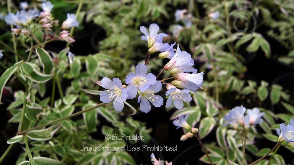 Photo of Jacob's Ladder (Polemonium reptans 'Touch of Class') uploaded by DaylilySLP