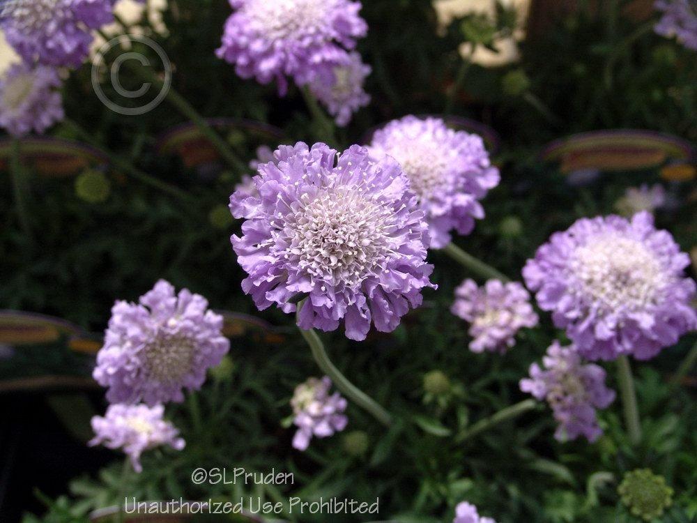 Photo of Pincushion Flower (Scabiosa columbaria 'Butterfly Blue') uploaded by DaylilySLP