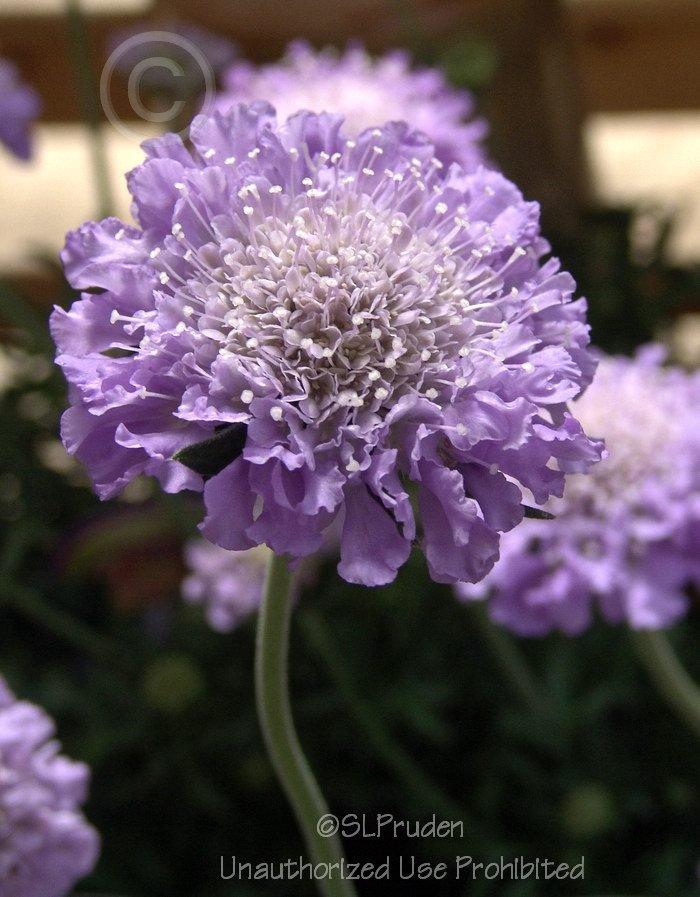 Photo of Pincushion Flower (Scabiosa columbaria 'Butterfly Blue') uploaded by DaylilySLP