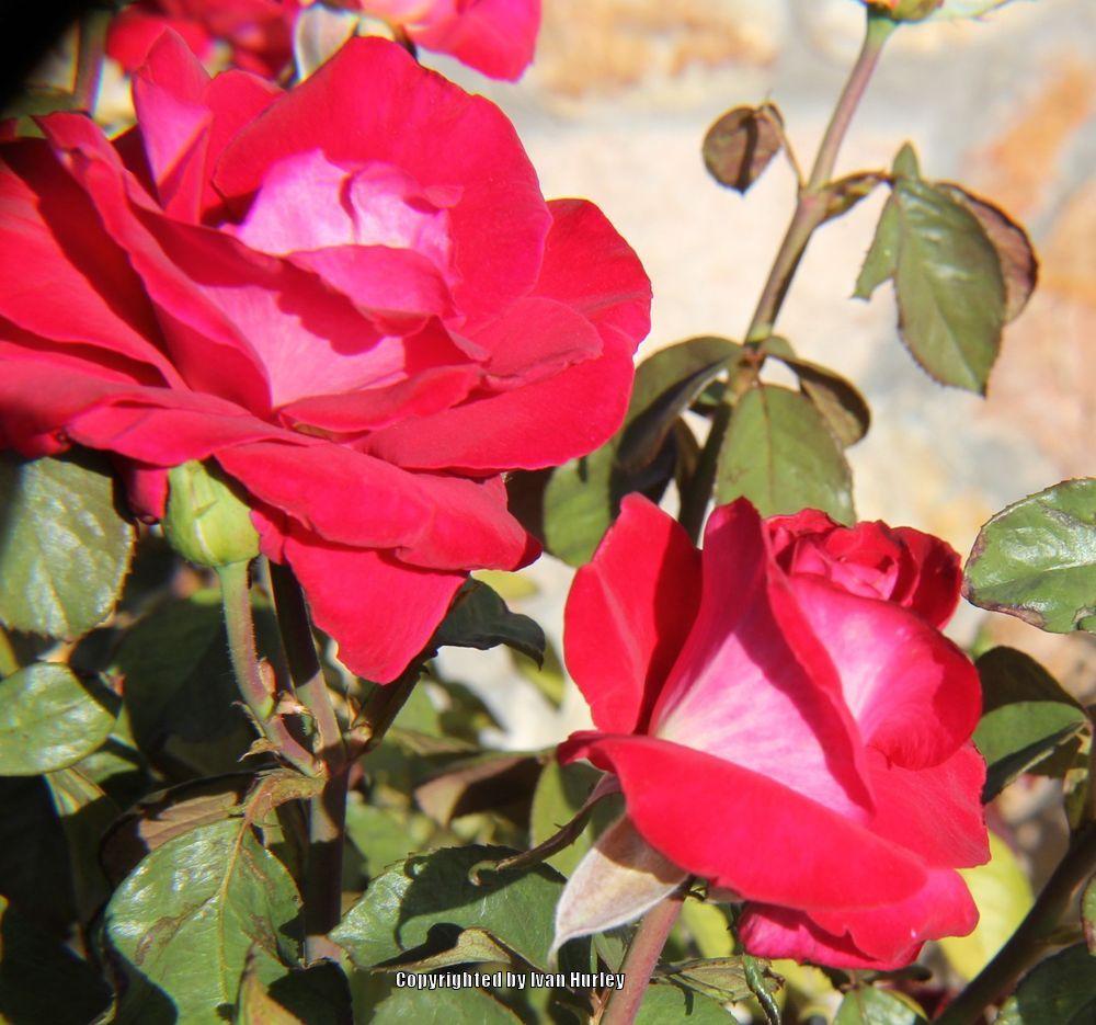Photo of Rose (Rosa 'Love') uploaded by Ivan_N_Tx