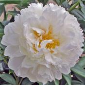Large Creamy White Bloom