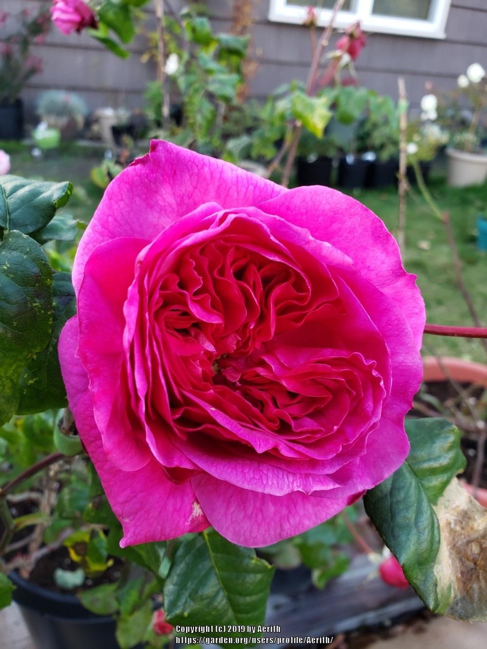 Photo of Rose (Rosa 'Young Lycidas') uploaded by Aerith