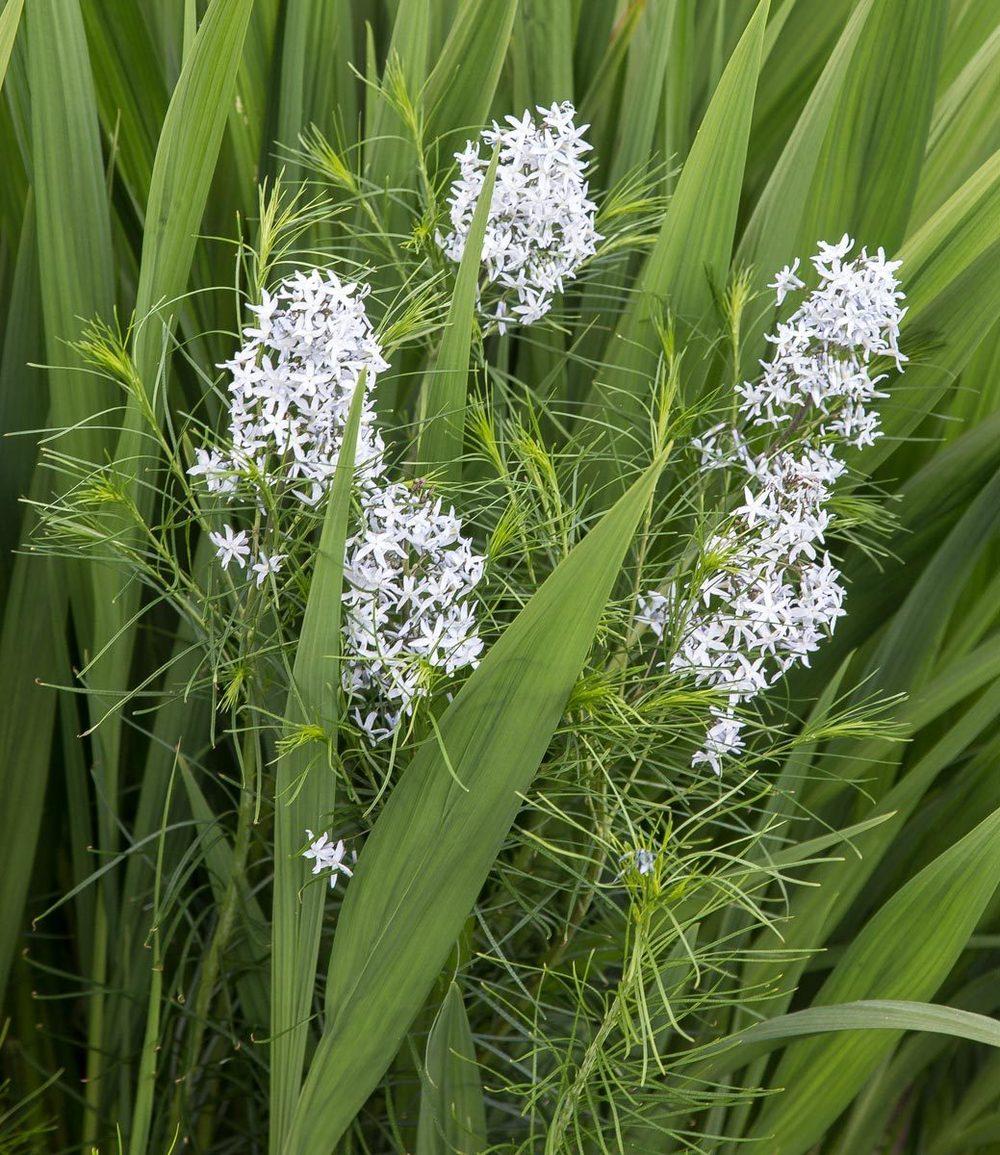 Photo of Blue Star (Amsonia hubrichtii) uploaded by KatEnns