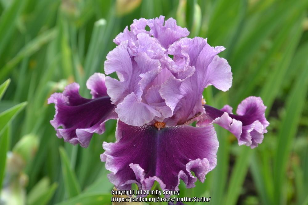 Photo of Tall Bearded Iris (Iris 'Another Woman') uploaded by Serjio