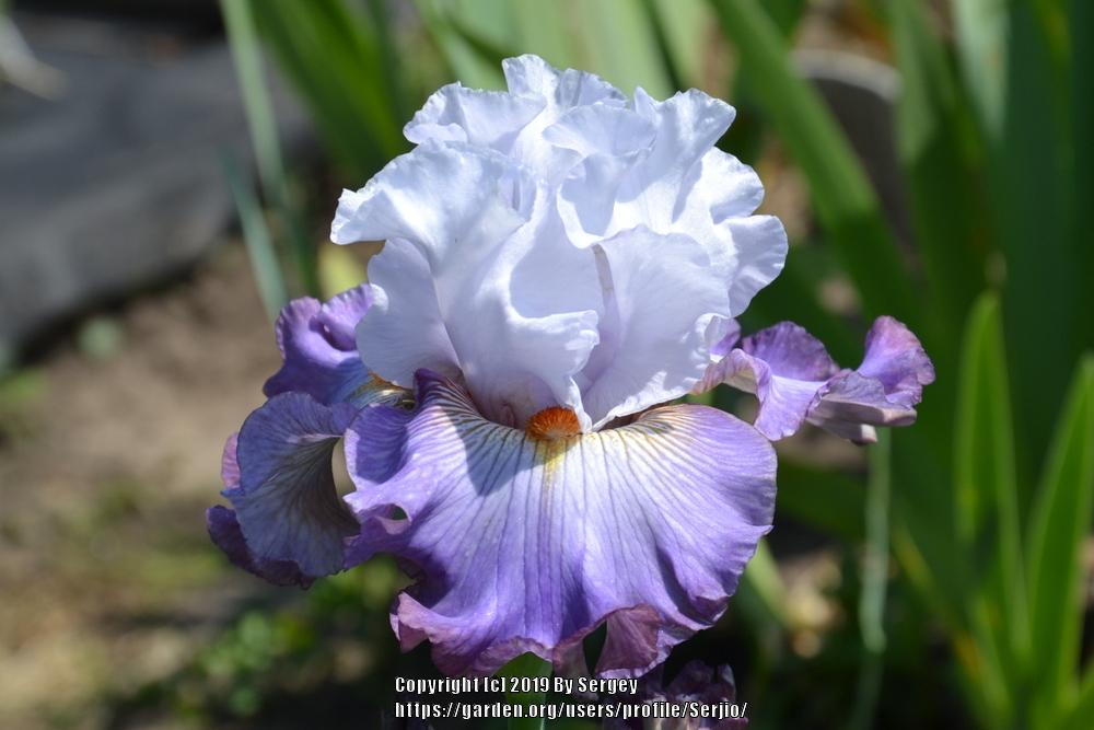 Photo of Tall Bearded Iris (Iris 'Arthouse') uploaded by Serjio