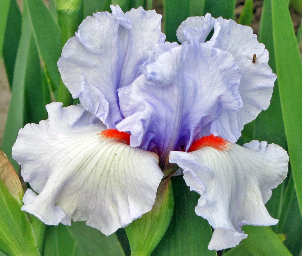 Photo of Tall Bearded Iris (Iris 'Friendly Fire') uploaded by TBGDN